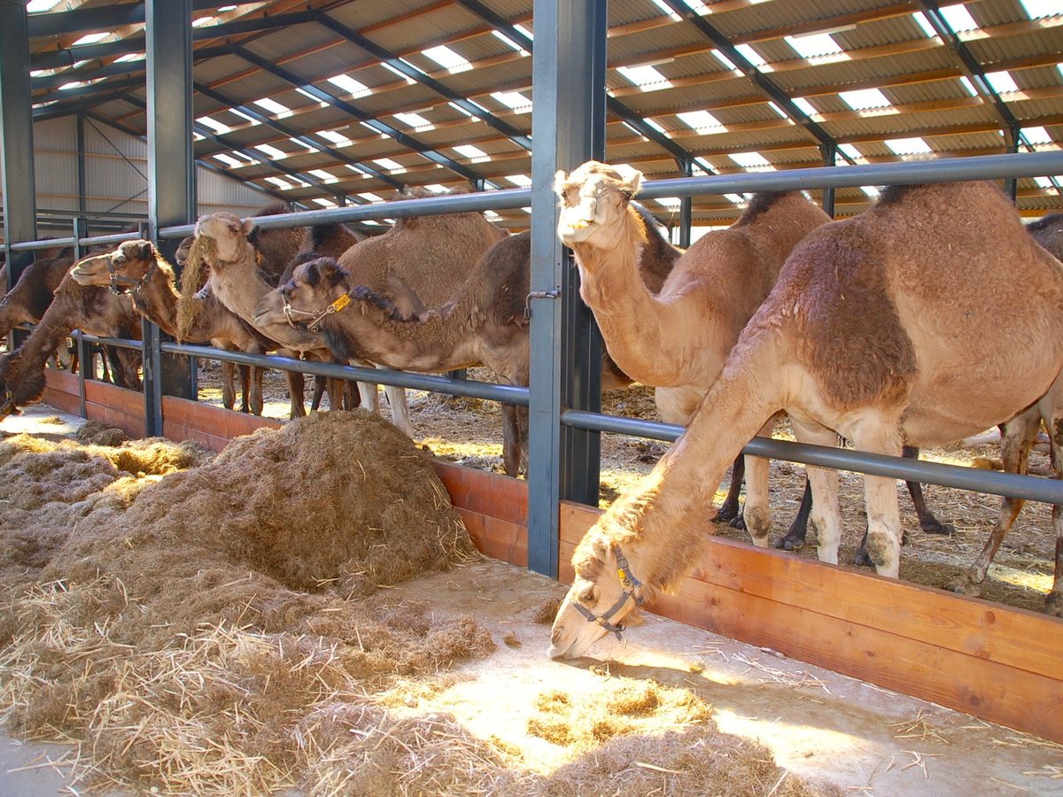 Kamelen in de stallen van Safaripark Beekse Bergen