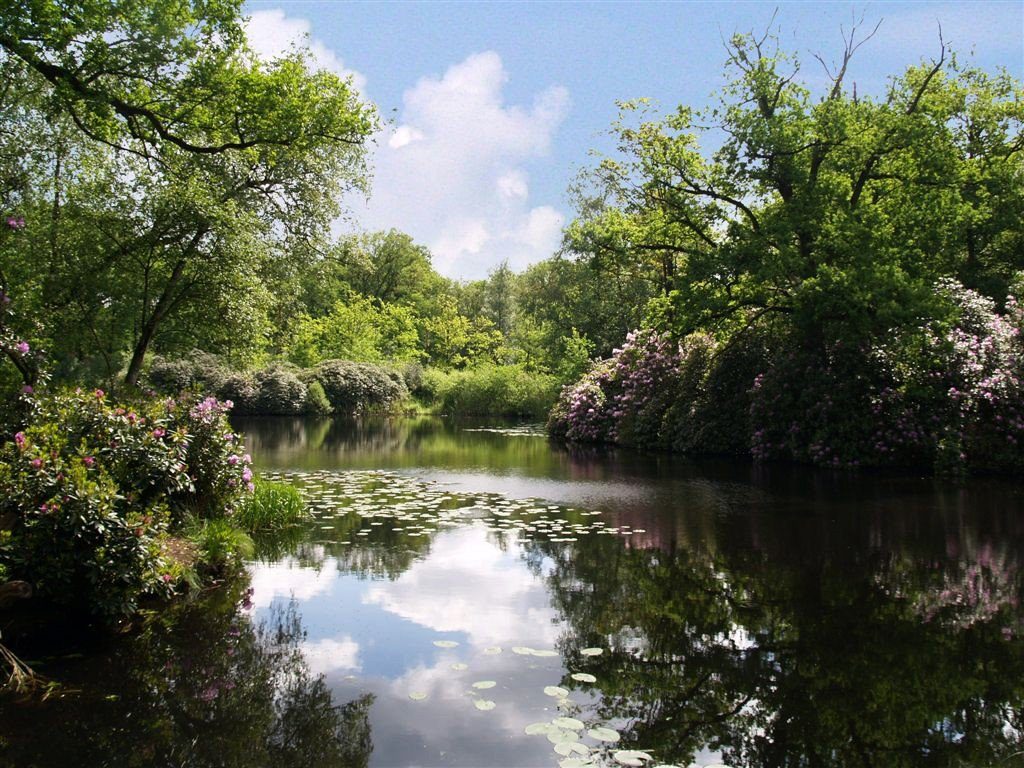 Een stille poel met waterlelies tussen de bomen in Engelenstede