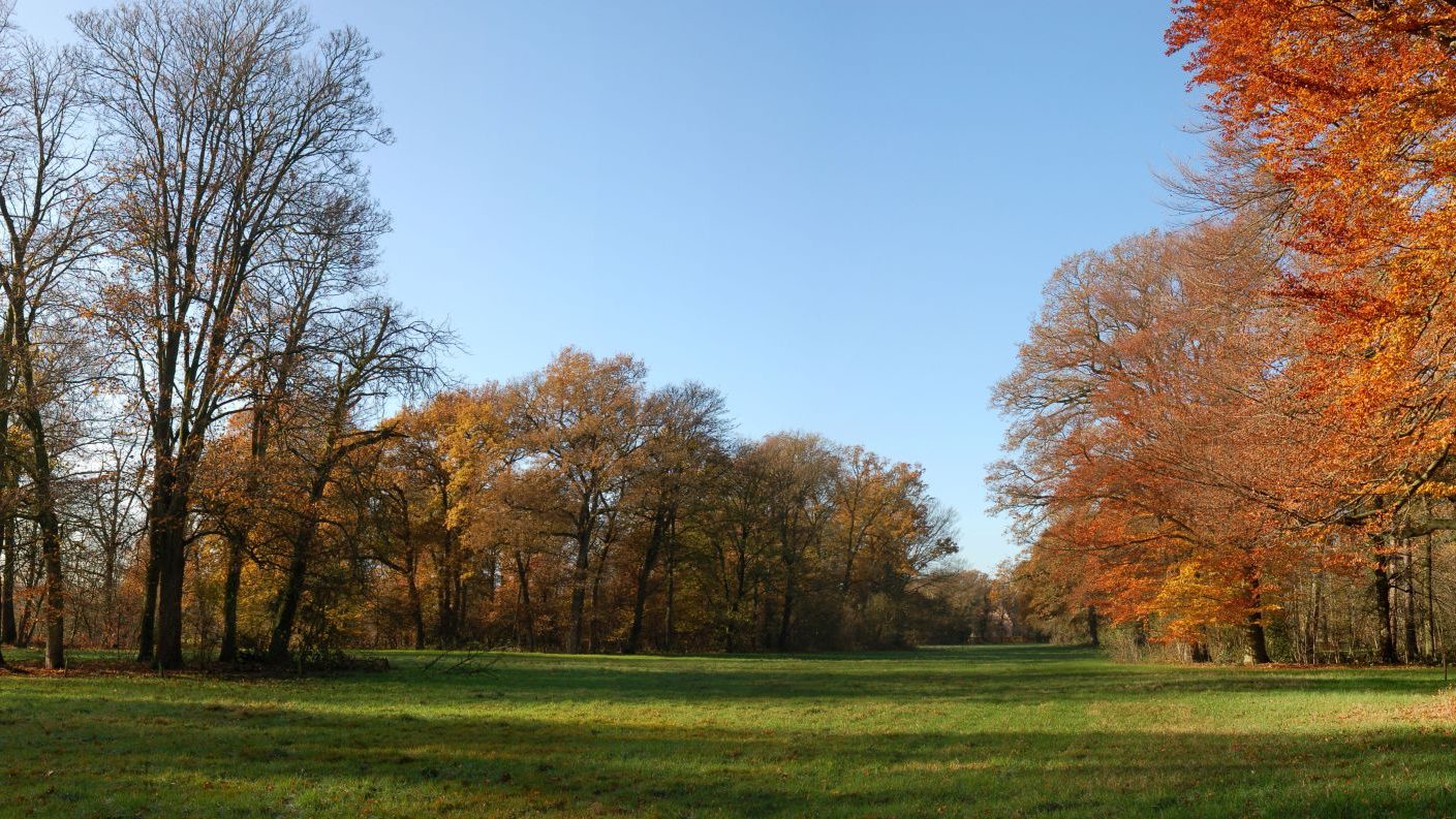 Een breed bospad tussen de bomen, met herfstkleuren aan weerszijden