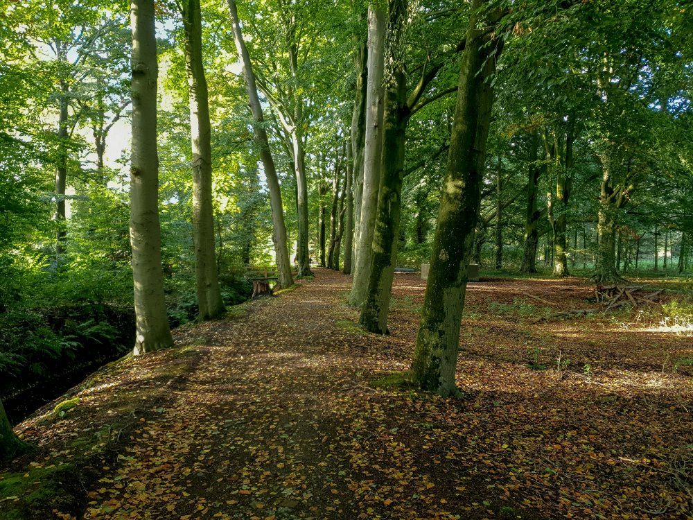 Een pad door het beukenbos met afgevallen blad op de grond