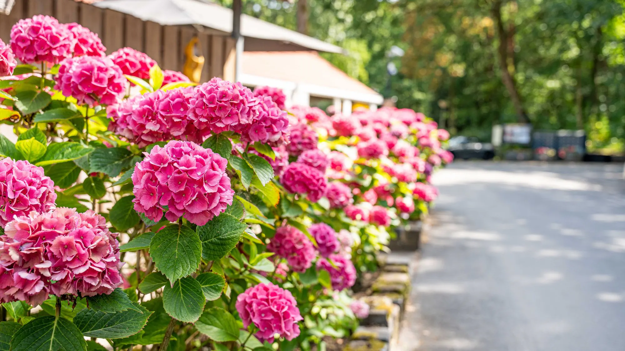 Roze hortensia's in bloei langs de laan op het park, met het bos erachter